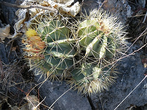 Plant growing between limestone south of Caricillo towards Xichu, Guanajuato