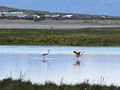 by pupulante Source: File:Flamingos at Laguna Nimez.jpg