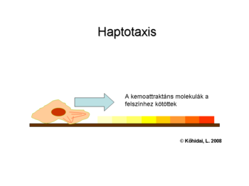 Haptotaxis