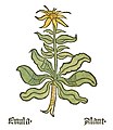 Teil I, Kapitel 54 ....... Inula helenium