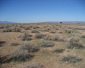 Die Ebene des Gila Rivers, die Ruinen sind fast vollständig abgedeckt