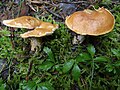 Hydnum rufescens