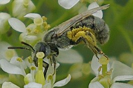 Lasioglossum semicaeruleum