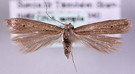 Monochroa saltenella