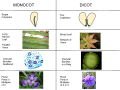 This diagram is showing the differences between monocotyledonous flowers or dicotyledonous flowers. Monocots have a single cotyledon and long and narrow leaves with parallel veins. Their vascular bundles are scattered. Their petals or flower parts are in multiples of three. Dicots have two cotyledons and broad leaves with network of veins. Their vascular bundles are in a ring. Their petals or flower parts are in multiples of four or five.