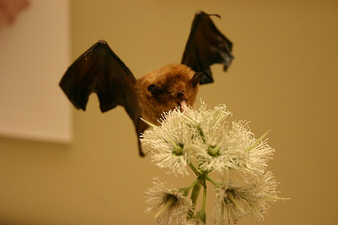 Pallas's long-tongued bat