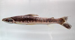 Rhytiodus argenteofuscus