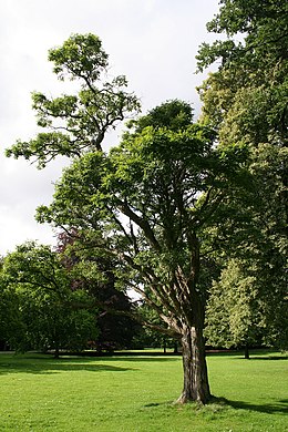 Akác (Robinia pseudoacacia)