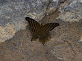 Schmetterling an Wasserstelle im en:Mountain Pine Ridge Forest Reserve