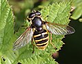 Große Torf-Schwebfliege oder Gelbband-Torfschwebfliege (Beispielfoto)