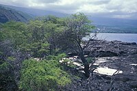 The former village of Kaʻawaloa is now overgrown with Kiawe trees