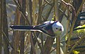 Északi őszapó(wd) (Aegithalos caudatus caudatus)