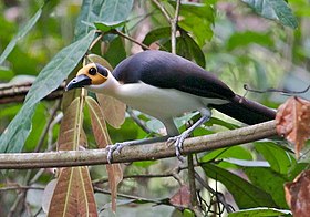 A long bird, with yellow and black on the head, a black back, và white underbelly, is perched on a bare branch in the low levels of a rain forest.