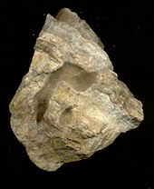 A chunk of limestone showing yellowish and white banding.