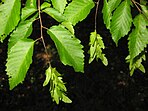 foliage