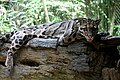 clouded leopard