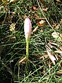 Colchicum speciosum opening flower