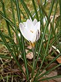 Crocus biflorus