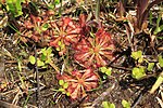 Drosera spatulata in Mutsuzawa, Chiba, Japan