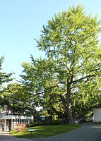 Ginkgo in Rödelheim