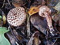 !Lepiota hystrix!