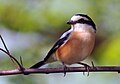 Maskenwürger (Lanius nubicus)