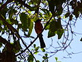 Goldscheitelwürger Yellow-crowned Gonolek