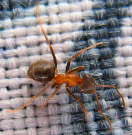 Lasius magnus