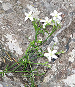 Moehringia bavarica