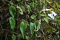 Mussaenda sanderiana