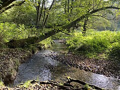 Naturnaher Verlauf des Weltersbaches