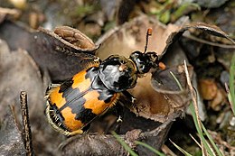 Közönséges temetőbogár (Nicrophorus vespillo)