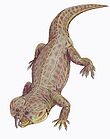 Paradapedon from Late Triassic of India