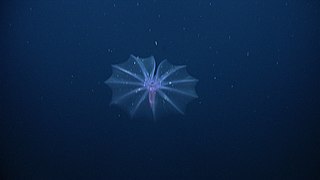 The only true pelagic echinoderm known to date : Pelagothuria natatrix (here close to the Galapagos).