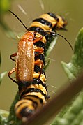 Rhagonycha fulva, Tyria jacobeae'yı avlarken