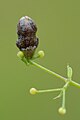 Miniatuurafbeelding voor de versie van 21 jul 2016 18:13