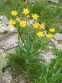 Senecio doronicum