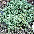 Groundcover with flowers emerging