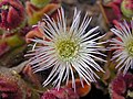 Unidentified desert flower