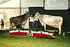 Vaches Brune des Alpes