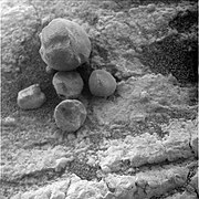 Figure 11. A few loose hematite spherules on an outcrop of sediments about 200 m from Endeavour Crater. The largest spherule has a diameter of 8.3 mm - this is one of the biggest photographed anywhere by Opportunity. Image taken on Sol 2669 (2011-07-28).