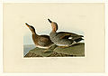 348. Gadwall Duck