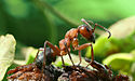 Formica rufa, one of the seventeen species of ants described by Linnaeus (1758) in his Systema Naturae