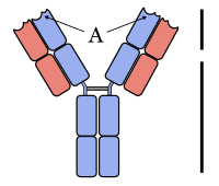 Opbouw van een antilichaam. Zware keten in blauw, lichte keten in rood. Antigeen-bindingsplaats aangegeven met A.