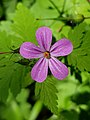 Herb-robert, Geranium robertianum