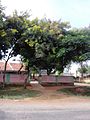 Government school