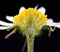 Längsschnitt durch ein Pseudanthium von Bellis perennis mit erkennbaren Einzelblüten