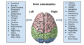 This picture demonstrates the lateralization of the human brain. The left brain controls functions that have to do with logic and reason, while the right brain controls functions involving creativity and emotion.