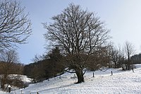 Hutebuche am Guckai