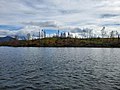 A hillside at Kelly Lake of spruce/birch taiga burned by the Swan Lake Fire